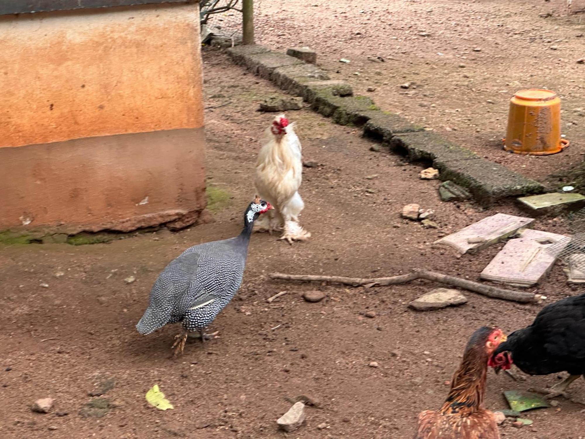 Kattil Farm Stay Varkala Thiruvananthapuram Kültér fotó