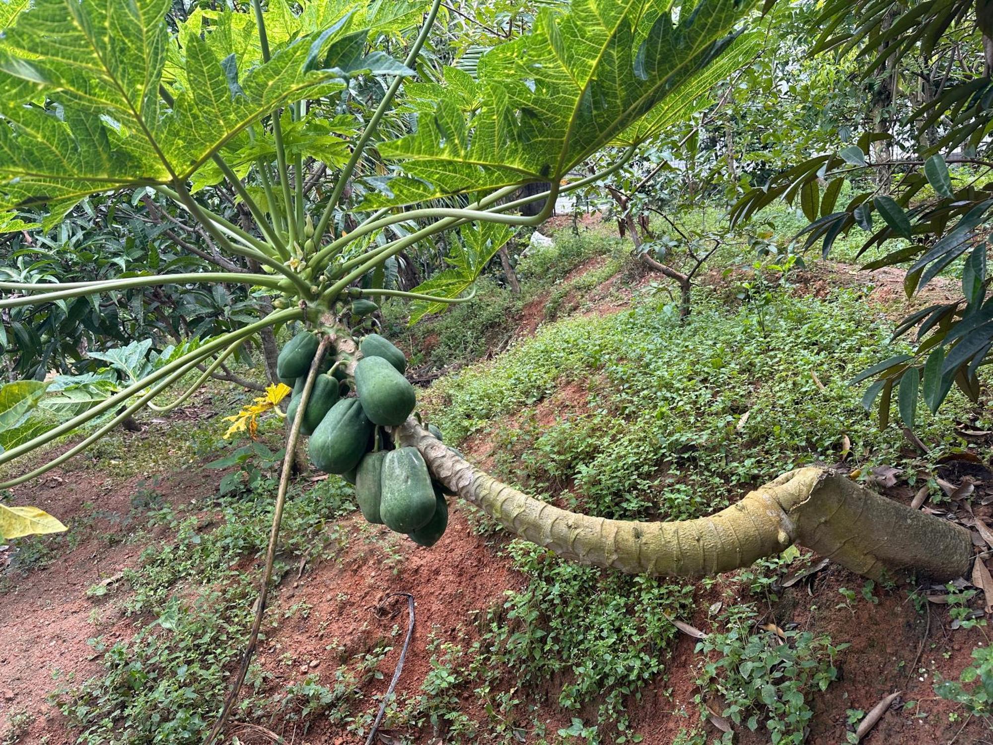 Kattil Farm Stay Varkala Thiruvananthapuram Kültér fotó
