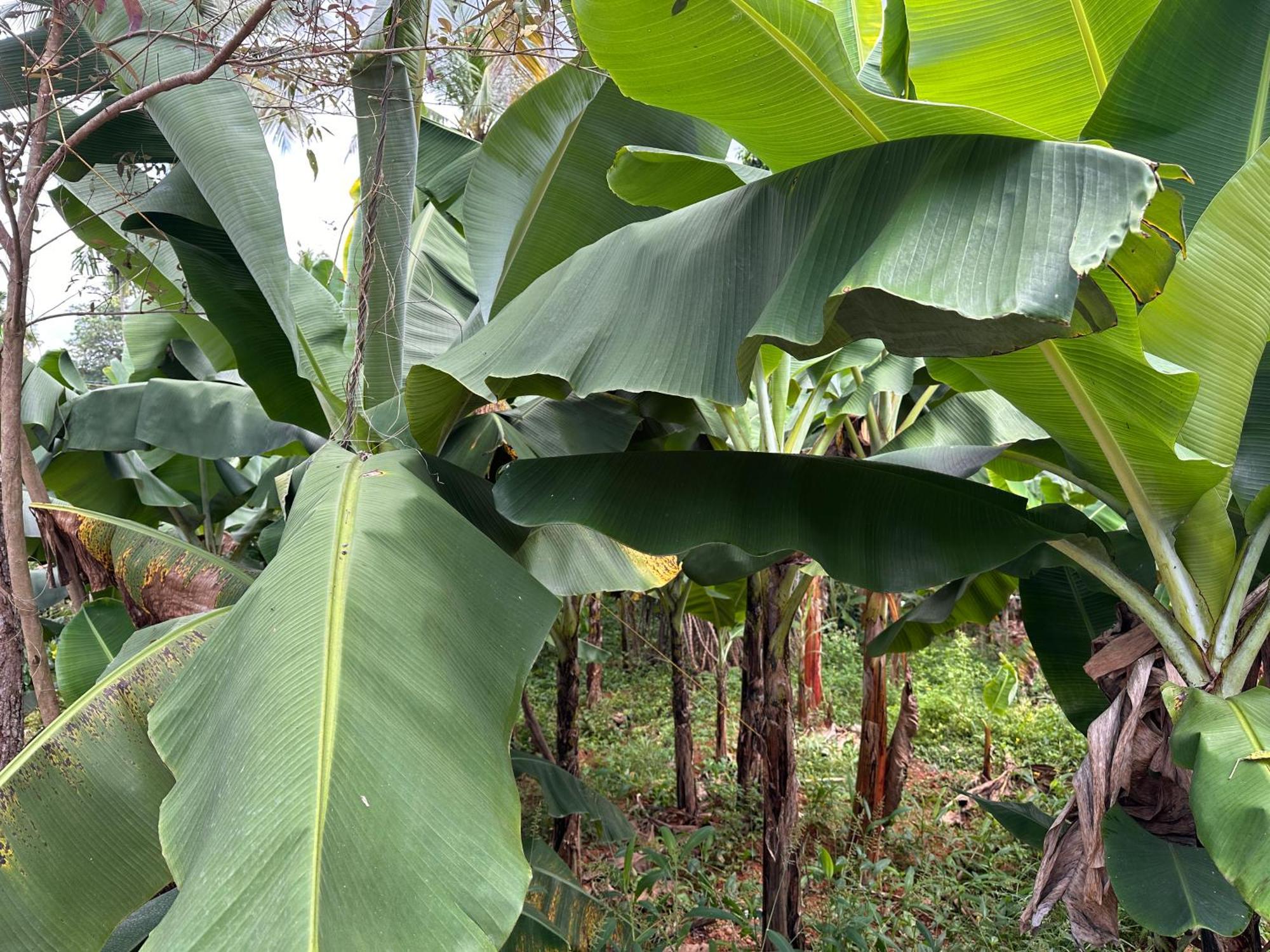 Kattil Farm Stay Varkala Thiruvananthapuram Kültér fotó