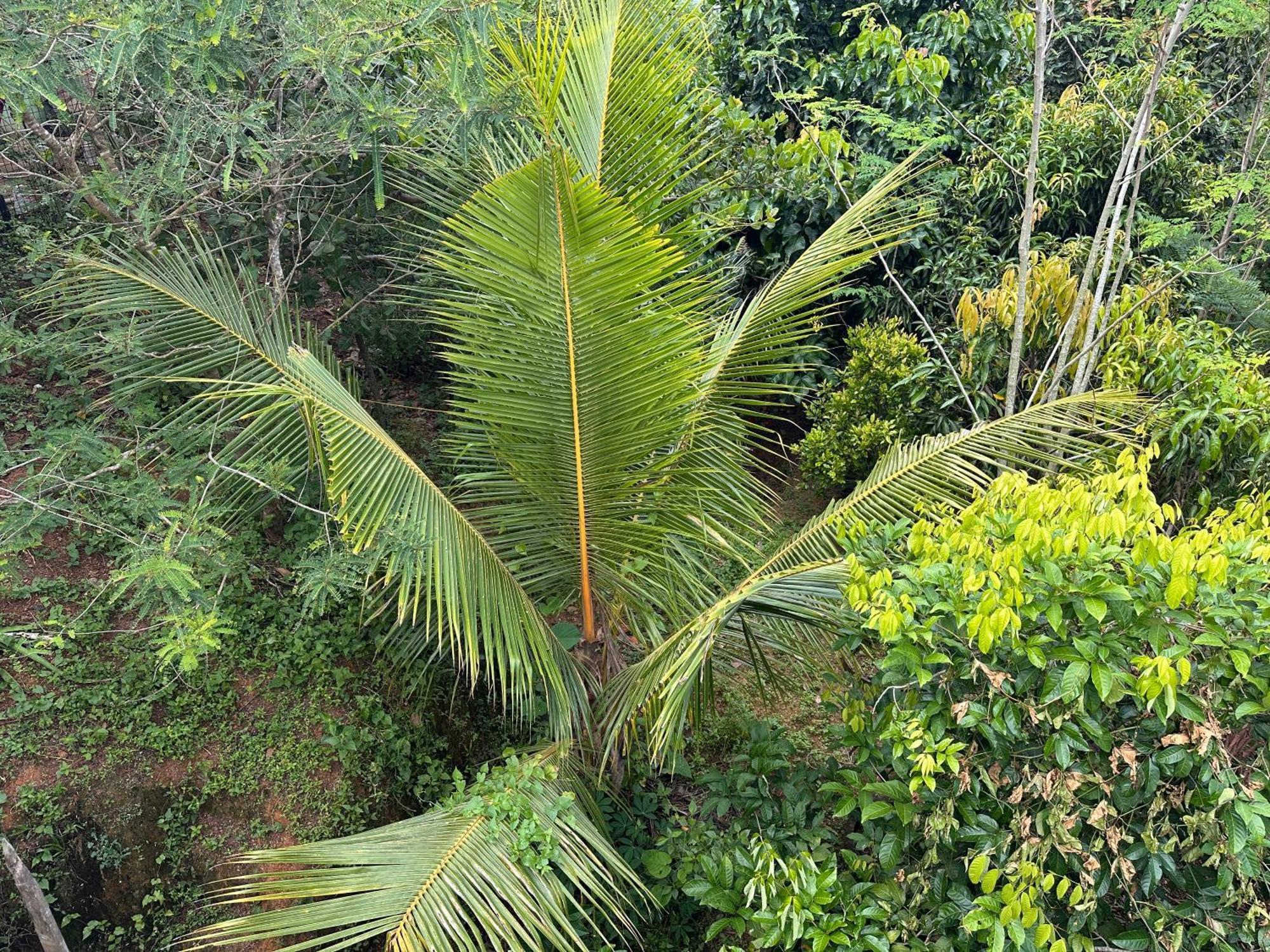 Kattil Farm Stay Varkala Thiruvananthapuram Kültér fotó