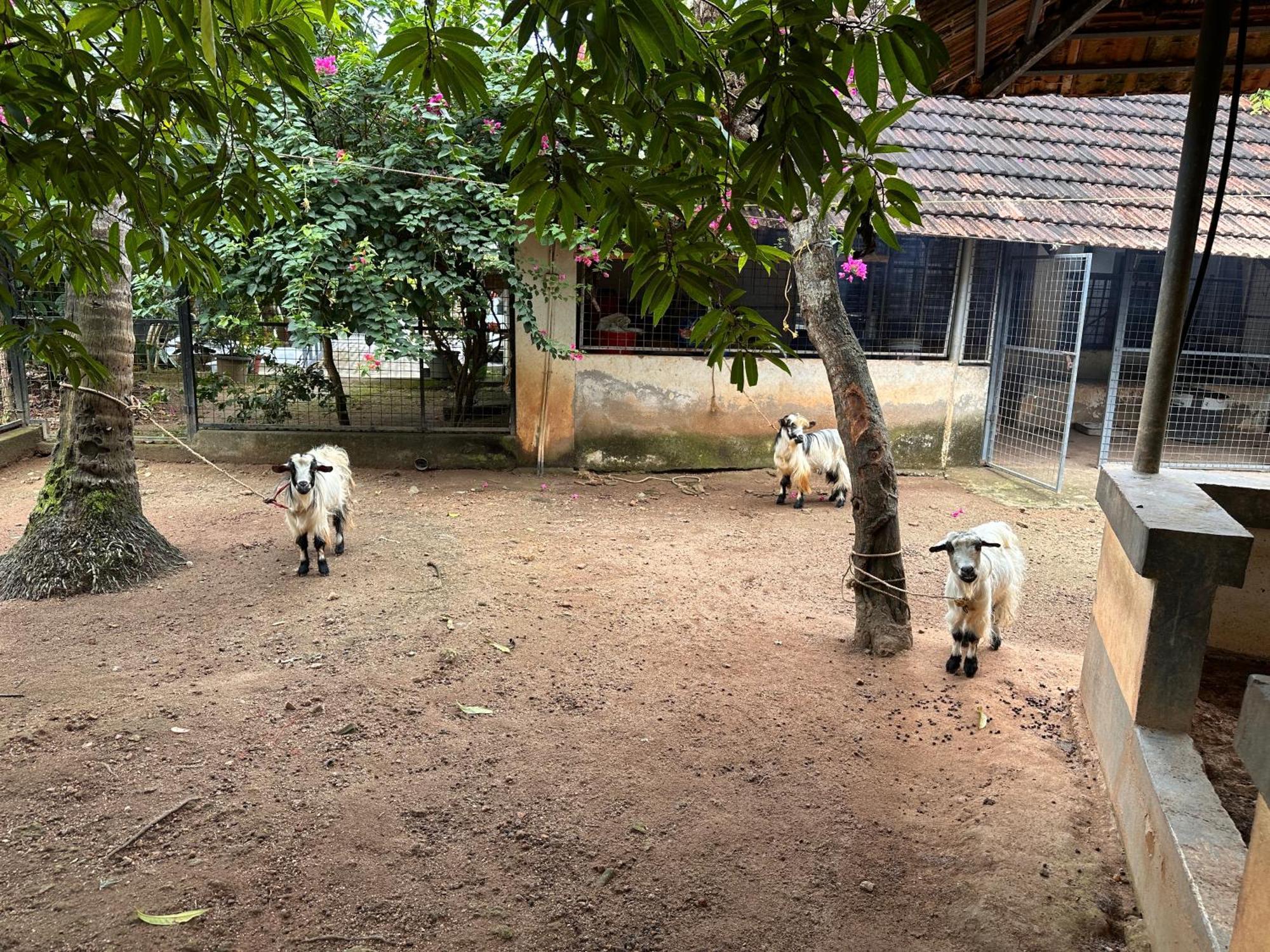 Kattil Farm Stay Varkala Thiruvananthapuram Kültér fotó