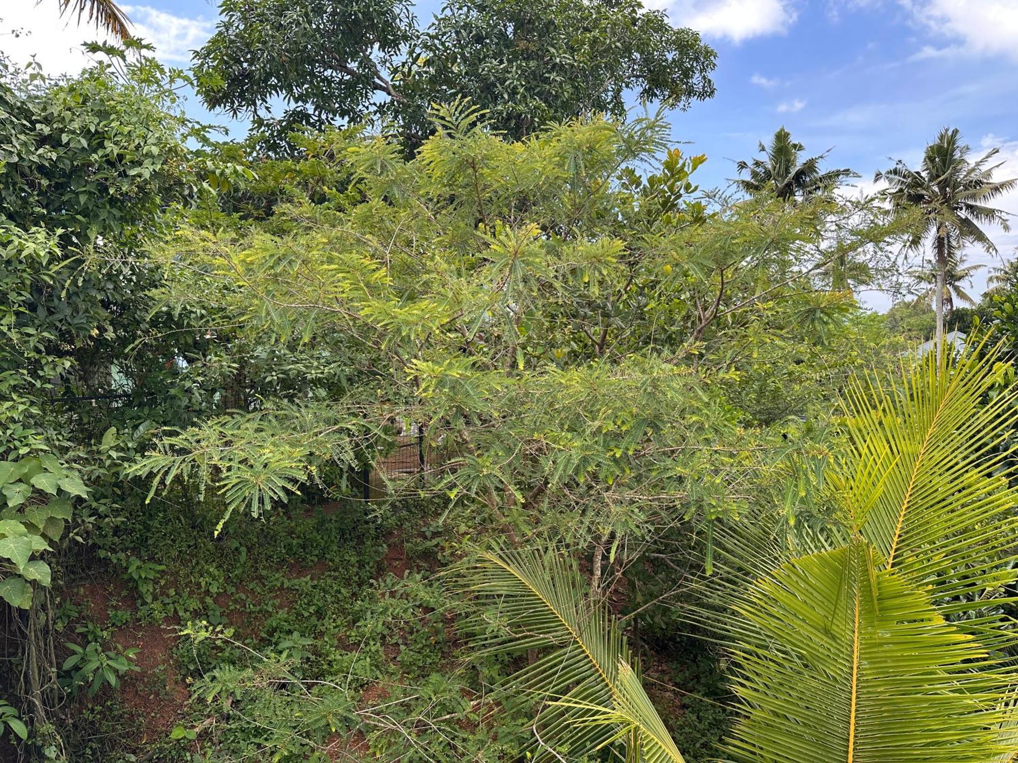 Kattil Farm Stay Varkala Thiruvananthapuram Kültér fotó