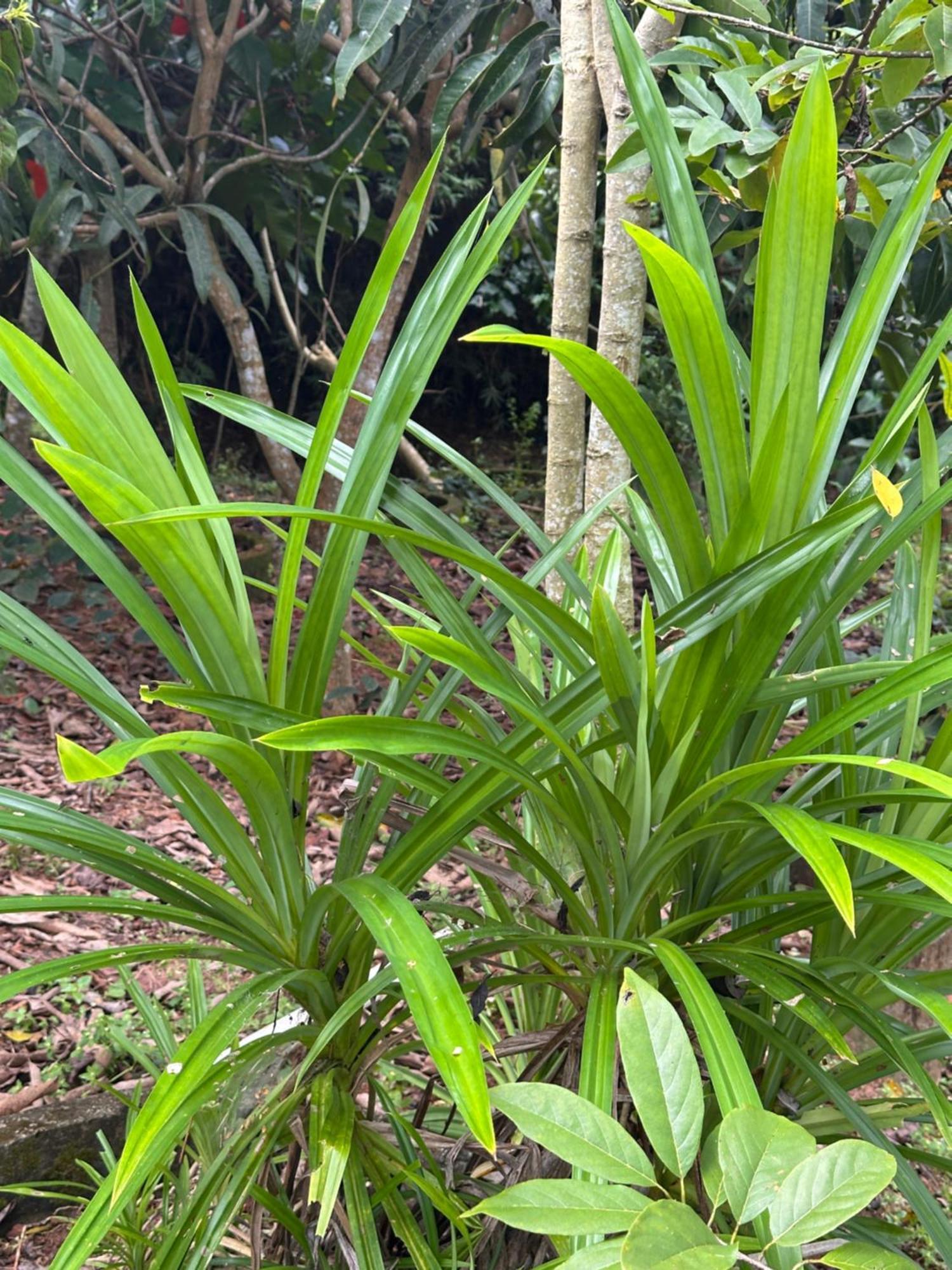 Kattil Farm Stay Varkala Thiruvananthapuram Kültér fotó