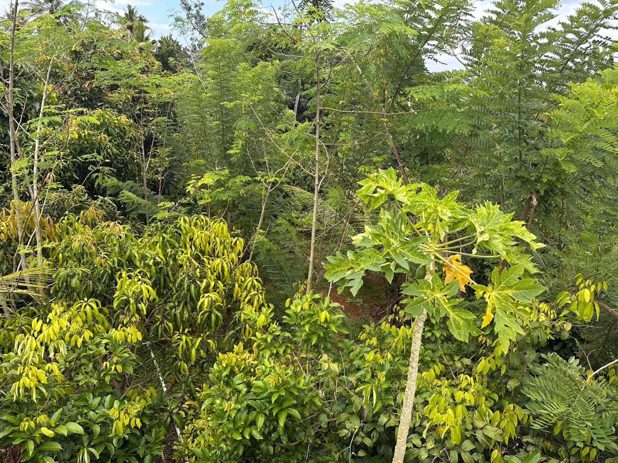 Kattil Farm Stay Varkala Thiruvananthapuram Kültér fotó