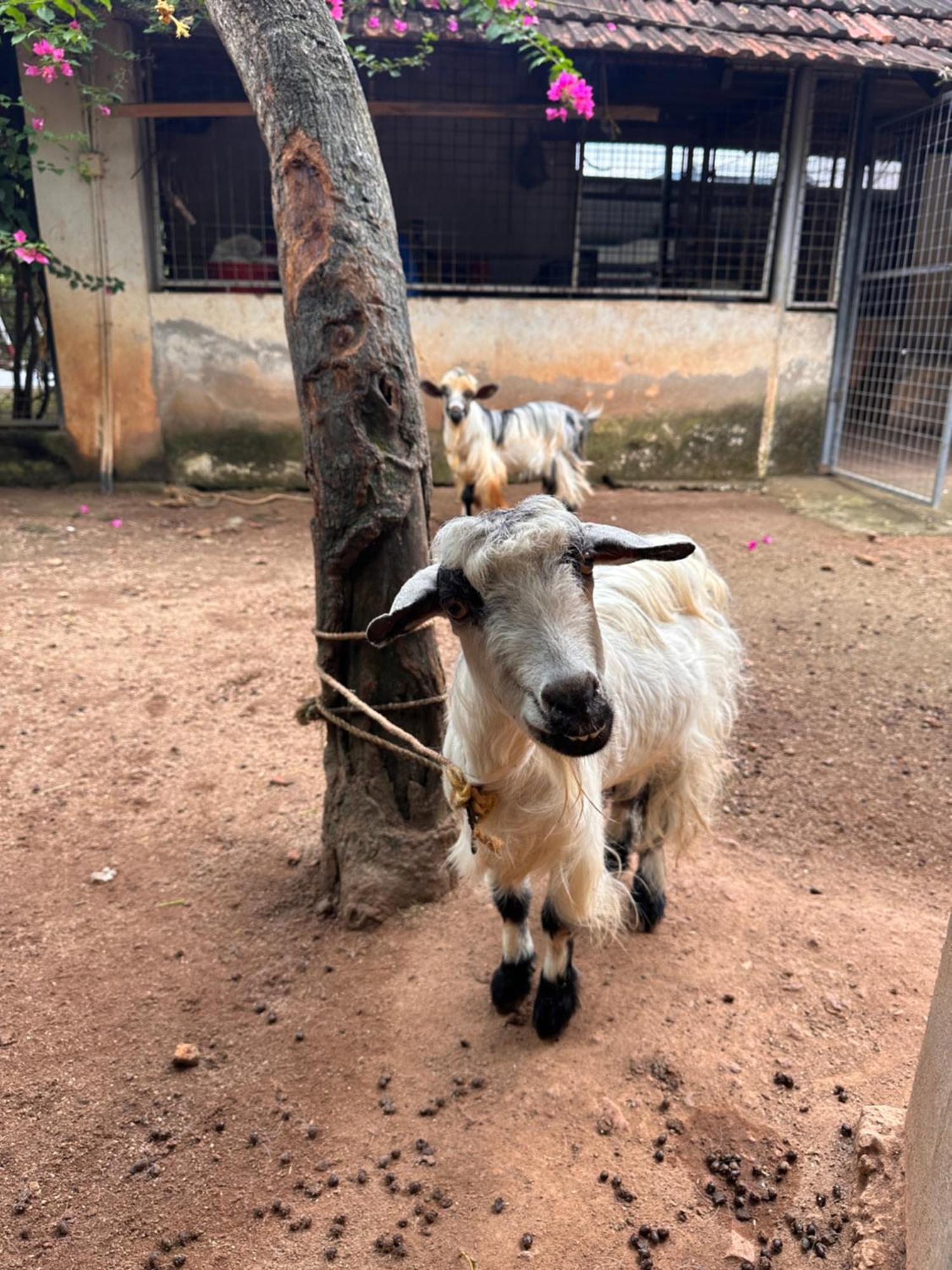 Kattil Farm Stay Varkala Thiruvananthapuram Kültér fotó