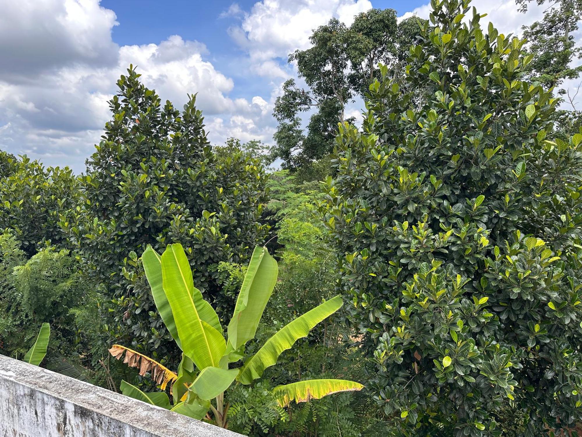Kattil Farm Stay Varkala Thiruvananthapuram Kültér fotó