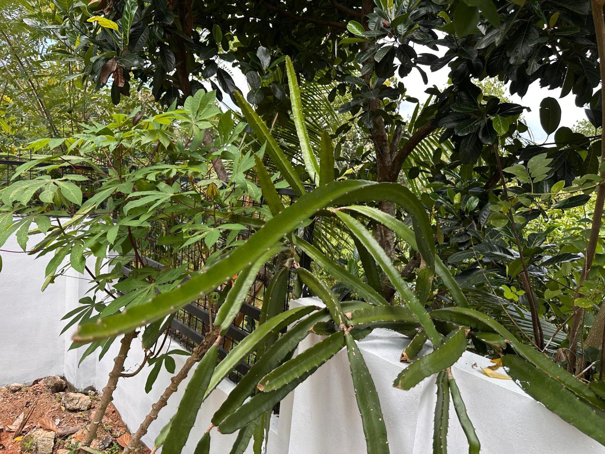 Kattil Farm Stay Varkala Thiruvananthapuram Kültér fotó
