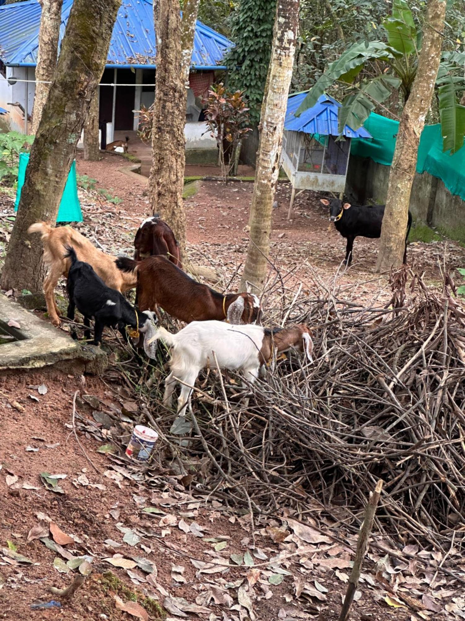 Kattil Farm Stay Varkala Thiruvananthapuram Kültér fotó